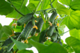 Boston Pickling Cucumber Seeds 50+ Seeds - £8.61 GBP