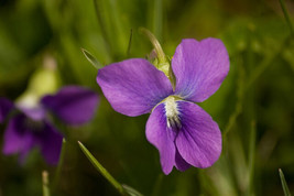 BStore 90 Seeds Prairie Violet Purple Viola Coastal Larkspur Pedatifida Palmata  - £7.43 GBP