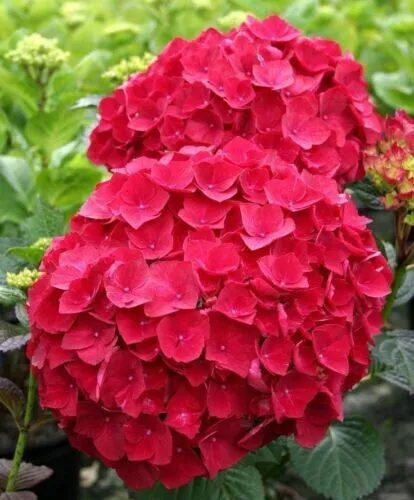 5 Red Hydrangea Seeds Perennial Hardy Shrub Bloom Flower Seed Garden - £6.31 GBP