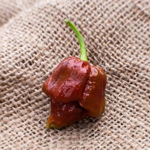 Chocolate Trinidad Scorpion Hot Pepper Usa Seller Garden - £9.03 GBP