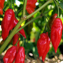SL 25 Seeds Hot Paper Lantern Pepper Garden Vegetables Planting Edible Food - $66.36 MXN