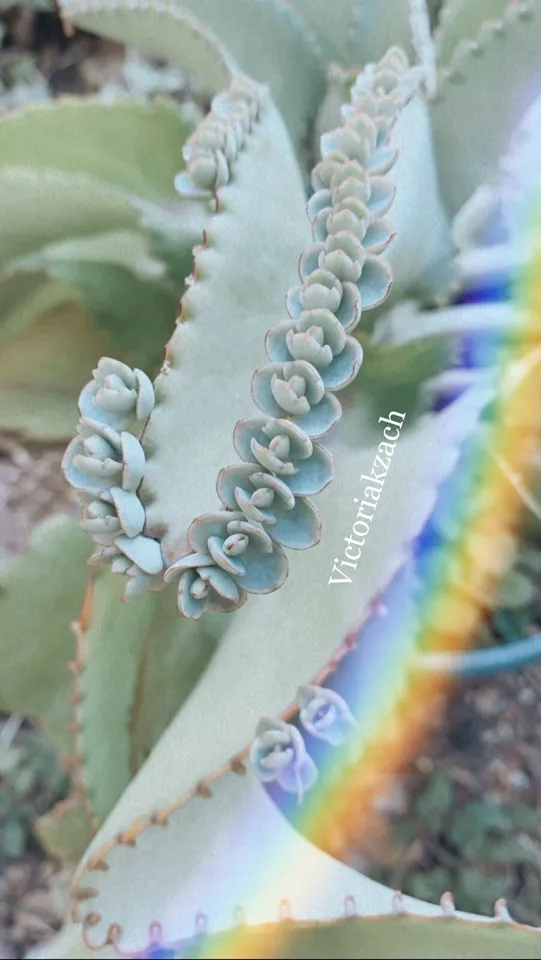 Mother of millions Thousands 10+ Kalanchoe Succulent Mexican Hat Plant Cuttings - $16.70