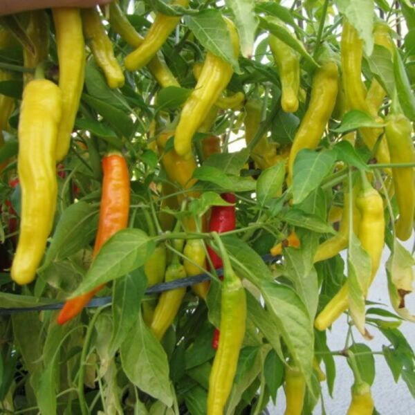 Ria Hoki 25 Sweet Hungarian Pepper Seeds Non-Gmo - $7.28