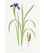 Iris Bulleyana - 1900&#39;s - William Dykes - Botanical Illustration Poster - £7.98 GBP+