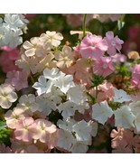 MBK 5 Lb Buckwheat Seeds For Wildlife Plot Fast Ship - €35,45 EUR