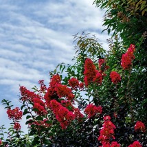 Red Rocket Crepe Myrtle, Live Plants (Lagerstroemia Indica) – Vibrant Re... - $23.99