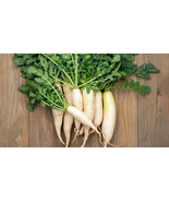 Fresh Seeds 500 White Icicle Radish Seeds Garden Planting - $10.96