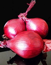 RED ONION - heirloom vegetable organic plant herb salad spice seed -100 seeds - £7.14 GBP