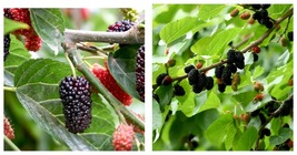 2 live plants Mulberry Tree - 'Dwarf Everbearing' - Morus nigra edible fruit - £38.24 GBP