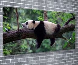 Sleeping Panda Canvas Print Animal Wall Art 55x24 Inch Ready To Hang  - £72.74 GBP