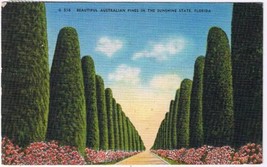 Florida Postcard Beautiful Australian Pines In The Sunshine State - £2.33 GBP
