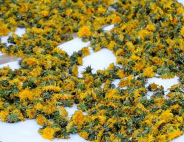 Dry Dried Dandelion Flowers 1 Pound 454 grams Taraxacum 1 lb 1 lbs wholesale - £119.56 GBP