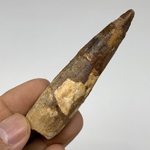 18.5g, 3.1&quot;X0.8&quot;x 0.5&quot;, Rare Natural Fossils Spinosaurus Tooth from Morocco, F32 - £95.90 GBP