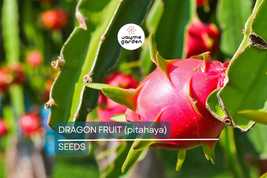 25 Seeds White Dragon Fruit Plant | Pitahaya (Hylocereus Undatus) | Edib... - $5.85+