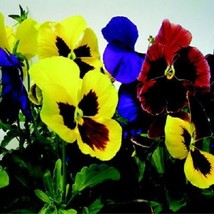 New Fresh Seeds 50 Pansy Seeds Giant Mix Flower Seeds USA Seller - $24.50