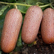 HS  25 Seeds Sikkim Cucumber Planting Edible Food Easy To Grow Garden - $4.56