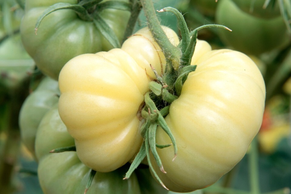 White Wonder Beefsteak Tomato Seeds, 30 Seeds, NON-GMO, FREE SHIPPING - $1.97