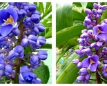 Dichorisandra Thyrsiflora SAPPHIRE BLUE GINGER LIVE STARTER PLANT - $48.93