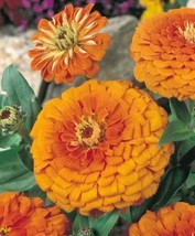 SKMO Zinnia Orange King 100 Seeds - £6.87 GBP