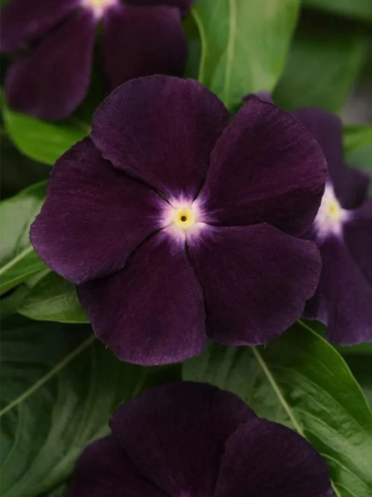 &#39;Blackberry&#39; Vinca Rosea | Elegant Black Rose Periwinkle 100 Seeds - £7.36 GBP