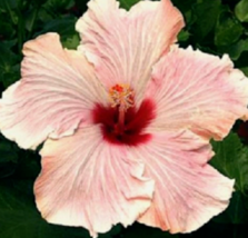 20 Pc Seeds Light Pink Hibiscus Flower Plant, Hibiscus Seeds for Planting | RK - £14.20 GBP