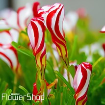 200 Seeds Red Oxalis Versicolor Bonsai Flowers - $14.97