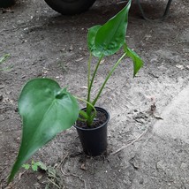 Alocasia Cucullata  Live Plants in pot - $25.00