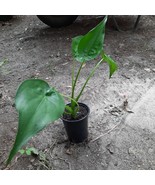 Alocasia Cucullata  Live Plants in pot - $25.00