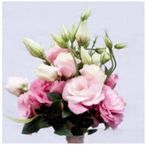 Eustoma Water Pink Double 100PCS Grandiflorum Seeds - $17.96