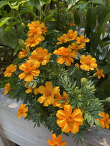 25 Bambino Marigold Seeds Planting Fast US Shipping - £8.94 GBP