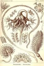 Sea Pens by Ernst Haeckel - Art Print - £17.57 GBP+
