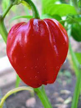 Pepper Habenero Chile 20 Seeds Spicy Fresh Seeds Gardening - $3.38