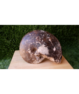 8 inch Chofaticeras Segne  Ammonite Cretaceous Fossils from Morocco N180 - $2,021.90 MXN
