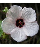 MBK Calandrinia Grandiflora Rock Purslane 10 Seeds Fast Ship - $238.51 MXN