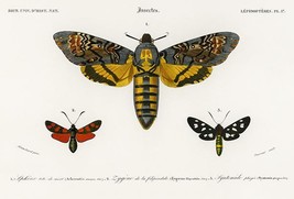 Hawk Moth (Acherontia Atropos) &amp; Six-Spot Burnet - 1849 - Illustration P... - $9.99+