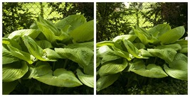 Sum and Substance - 2004 Hosta of the year! - Gallon Pot - C2 - £57.82 GBP