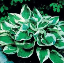 CLK Hosta 200 Seed Perennials - Bright Green Leaves with White Edge USA Seller - £7.45 GBP