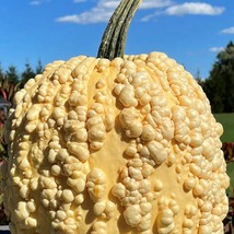 New Pumpkin Popcorn Corn Cob Pumpkin Seeds Pie Pumpkin organic Fresh USA Garden - $11.80