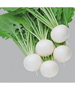 KBT Pure White Turnip Seeds 50 Seeds Fuku Komachi Hybrid Turnip See Bulk... - $376.90 MXN
