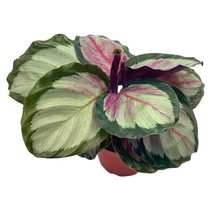 Calathea Picturata, 4 inch, Prayer House Plant, Gouletii Van-den-heckei (Lem.) R - £14.54 GBP