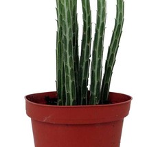 Fresh Pickle Plant Candy Stick Senecio Stapelioformis 4 inch Pot Collect... - £49.56 GBP