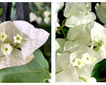 Bougainvillea SEAFOAM Small Well Rooted Starter Plant - £36.90 GBP