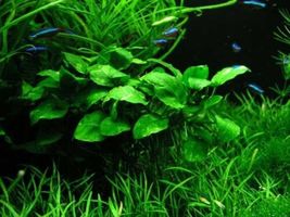 Aquarium Plants Anubias Nana Potted Freshwater Aquatic Live - £17.29 GBP