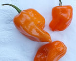 25 Seeds Habanero Orange Pepper Vegetables Garden - £7.76 GBP