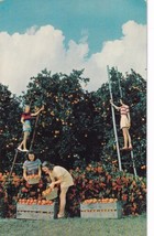 Women Picking the Citrus Crop in Florida Orange Grove Postcard E15 - £4.67 GBP