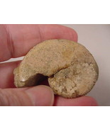 (F-426-L) Ammonite fossil ammonites extinct marine molluscs shell - £9.53 GBP