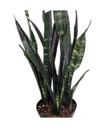 Black Coral Snake Plant Sansevieria Almost Impossible To Kill 6 Inch Pot... - €50,00 EUR