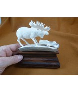 Moose-57 white Moose Elk bull fawns standing shed ANTLER figurine Bali d... - $237.30 CAD