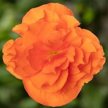 Trailing Begonia Seeds Limitless Orange 15 Pelleted Seeds Garden USA - £8.97 GBP