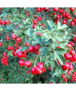 Wild Hawthorn Crataegus Monogyna Organic Ornamental Fruiting Shrub Edibl... - $204.26 MXN